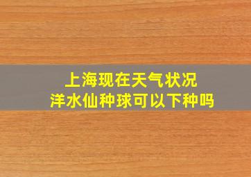 上海现在天气状况 洋水仙种球可以下种吗